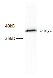 Anti-c-Myc