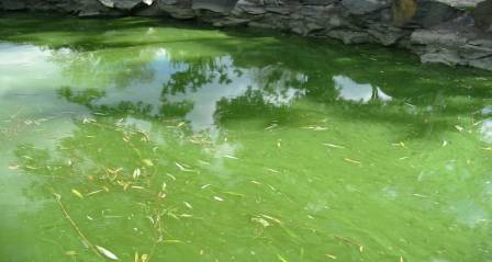 水体富营养化是怎么回事儿？