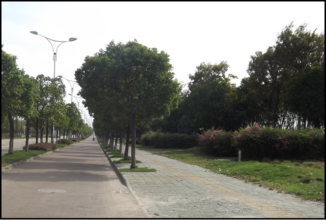 杭州湾新区兴慈大道（滨海大道-滨海五路） 及浦东路道路绿化工程Ⅱ标段