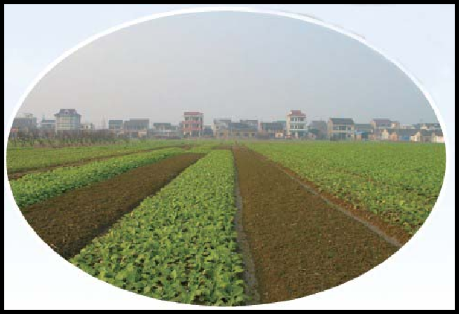 义乌市佛堂镇南朱村垦造耕地项目