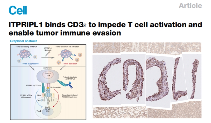 Cell重磅：柏全生物CD3L1全新免疫检查点抗体问世
