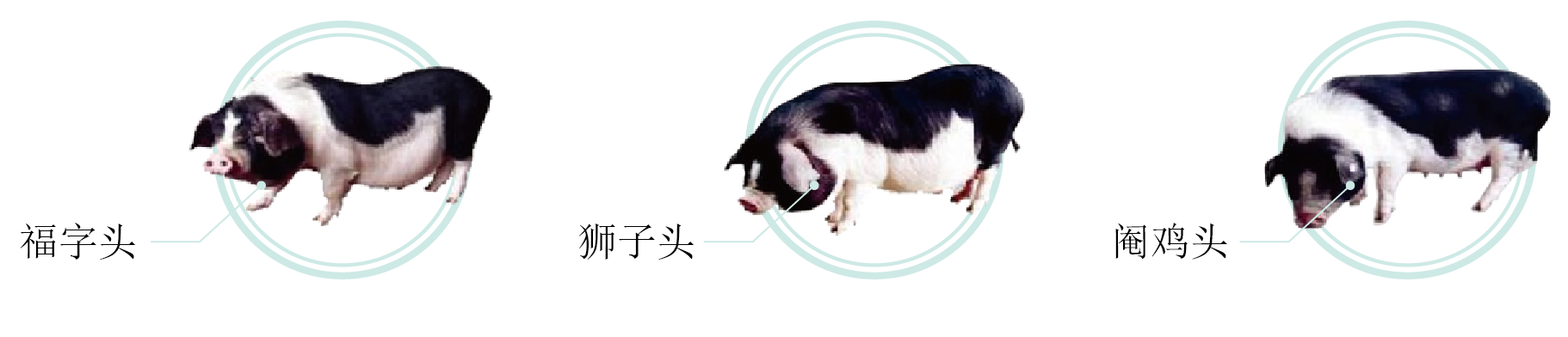湖南生猪供应