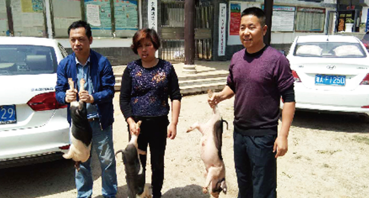 我公司帮扶贫困户120户免费发猪苗和饲料