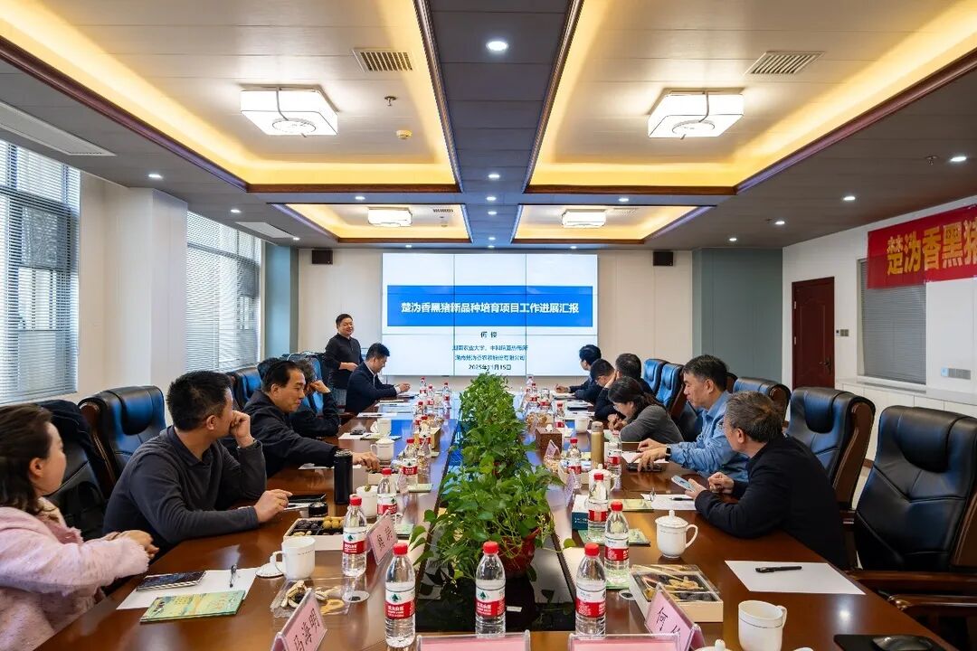 湖南农业大学组织开展“楚沩香黑猪”三世代屠宰测评工作