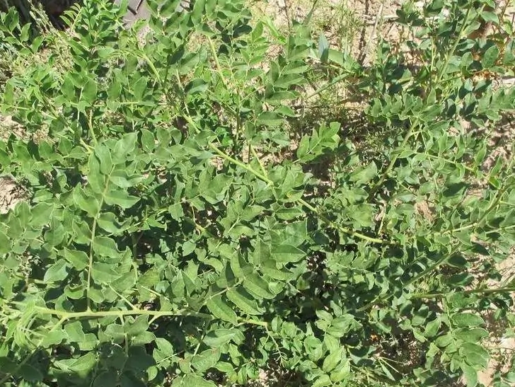 甘草