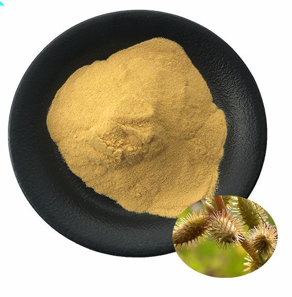苍耳子提取物