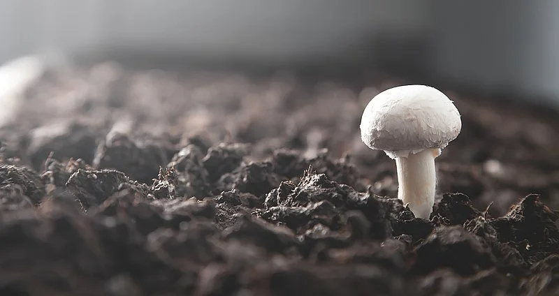 2026食用菌高效栽培新范式：种质突破与模式革新双驱动