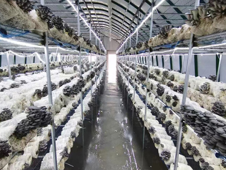 蔬菜及食用菌怎样利用冷库减少耗损？