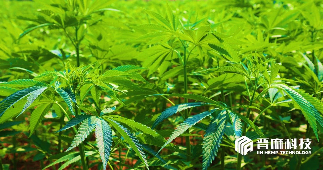 晋麻科技有机火麻种植基地