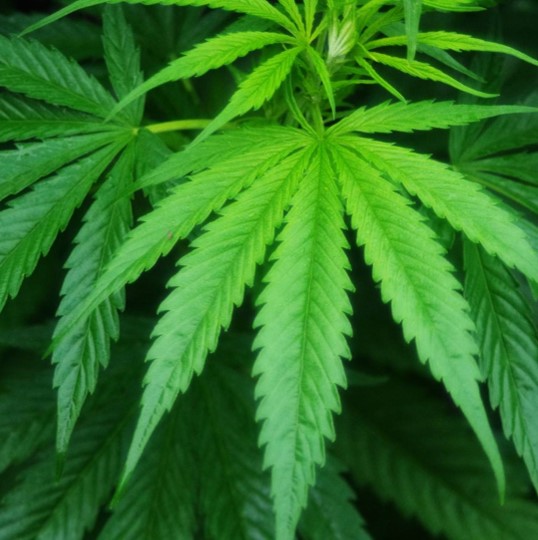 神奇的火麻