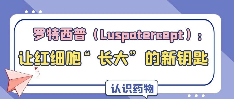 认识药物 | 罗特西普（Luspatercept）：让红细胞“长大”的新钥匙