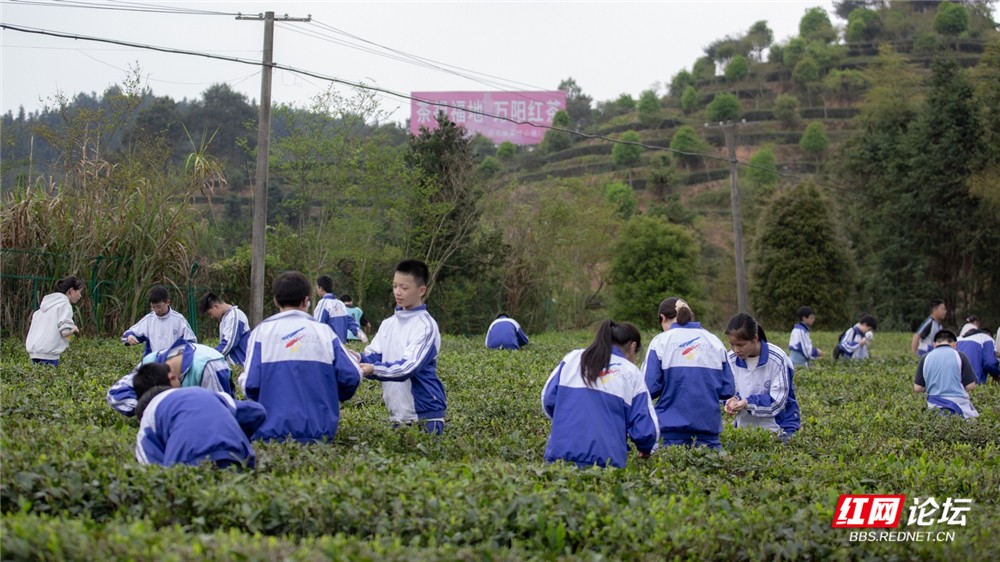 课本外的春天！株洲学子把课堂搬进炎陵万亩茶园