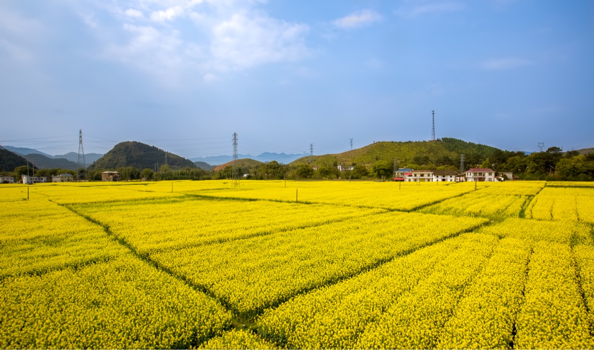 油菜花田