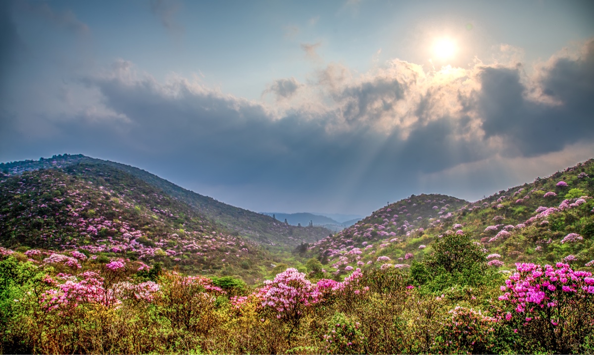 杜鹃花海
