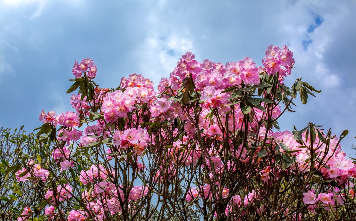 杜鹃花海