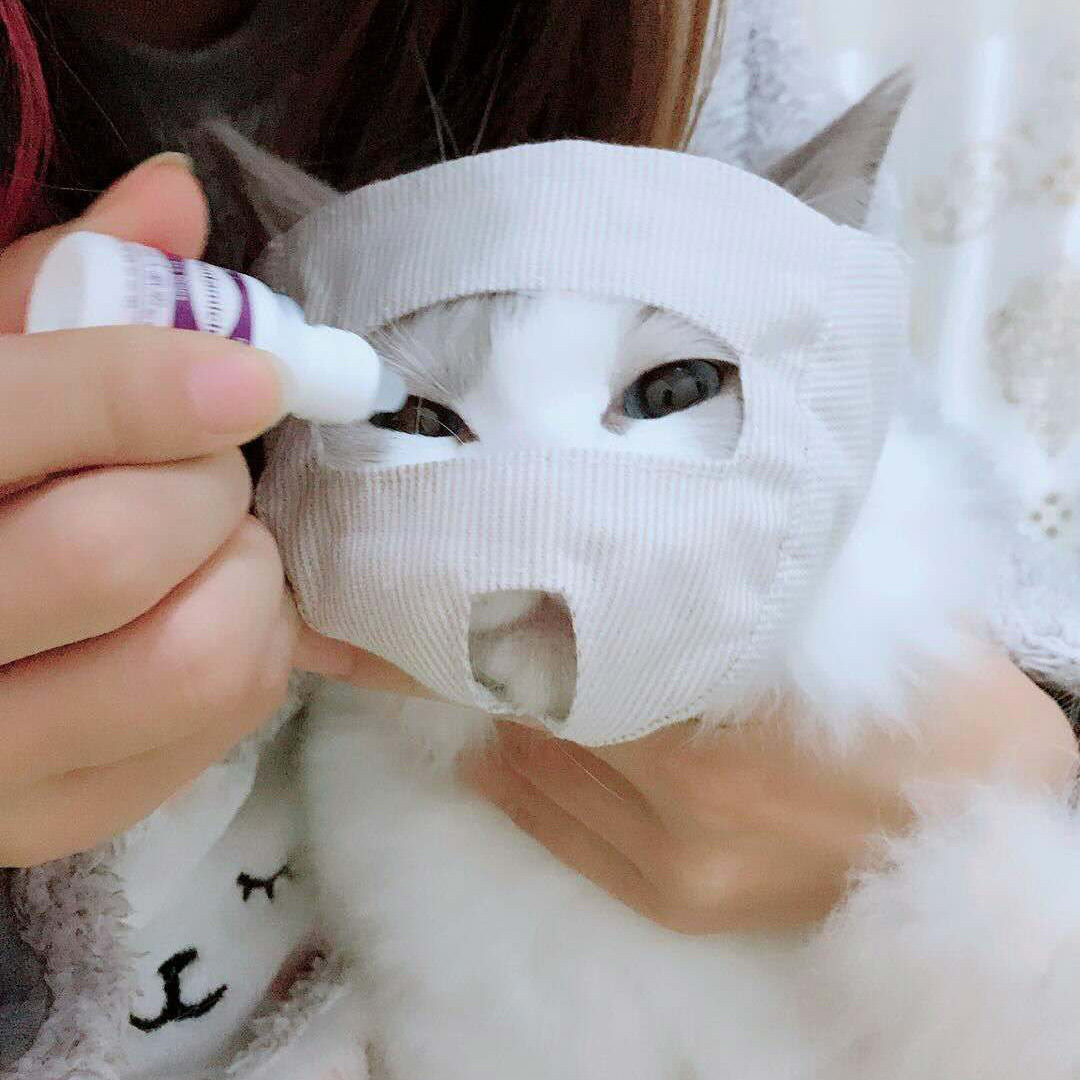 貓眼罩開眼點藥水遮眼剪指甲吹毛發(fā)防咬防叫棉布頭套廠家
