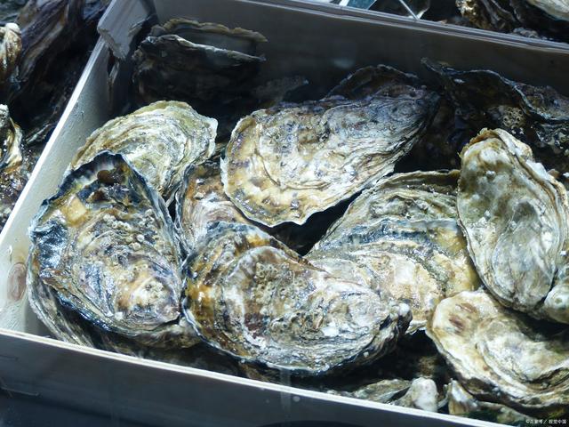 水产养殖年后盛大招商：锚定新趋势，共赢产业升级黄金年