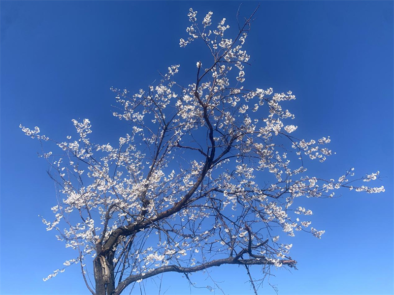大幕樱花“樱”你精彩！