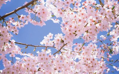 《春日·樱花舞》