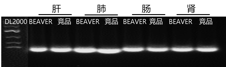 beaver1731054319.3596735.png