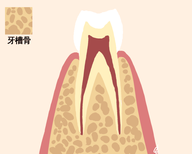 动图告诉你牙齿的脱落过程！