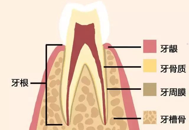 动图告诉你牙齿的脱落过程！
