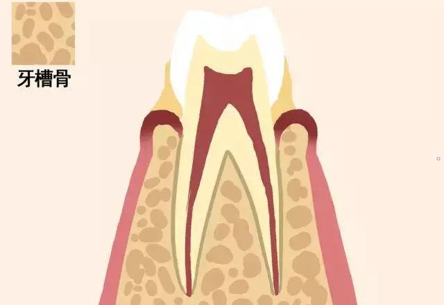 动图告诉你牙齿的脱落过程！