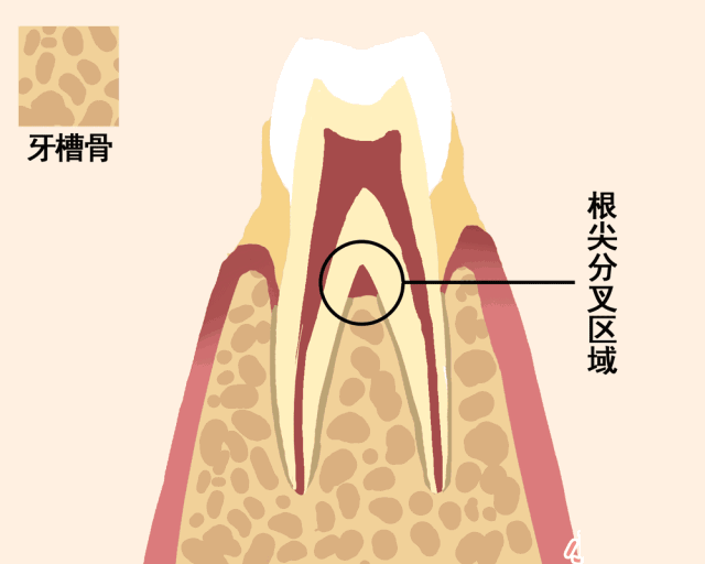动图告诉你牙齿的脱落过程！