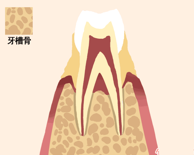 动图告诉你牙齿的脱落过程！