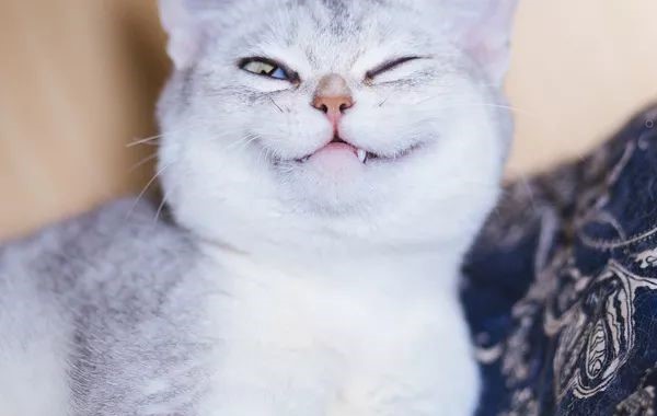 为何动物从不刷牙,牙齿却依然健康? 为何动物从不刷牙,牙齿却依然健康?