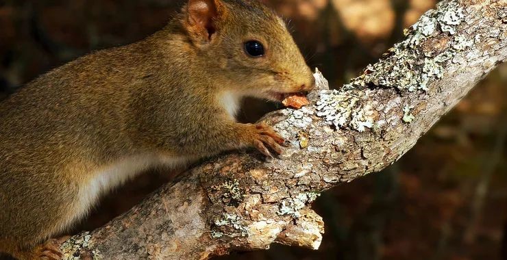 为何动物从不刷牙,牙齿却依然健康? 为何动物从不刷牙,牙齿却依然健康?