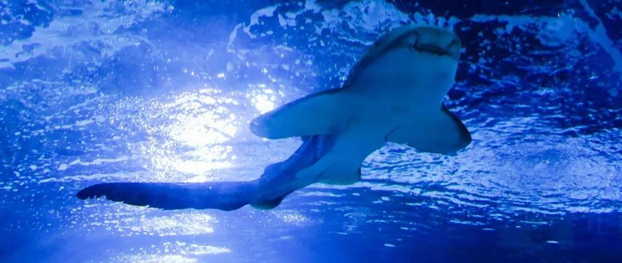 为何动物从不刷牙,牙齿却依然健康? 为何动物从不刷牙,牙齿却依然健康?