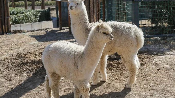 为何动物从不刷牙,牙齿却依然健康? 为何动物从不刷牙,牙齿却依然健康?