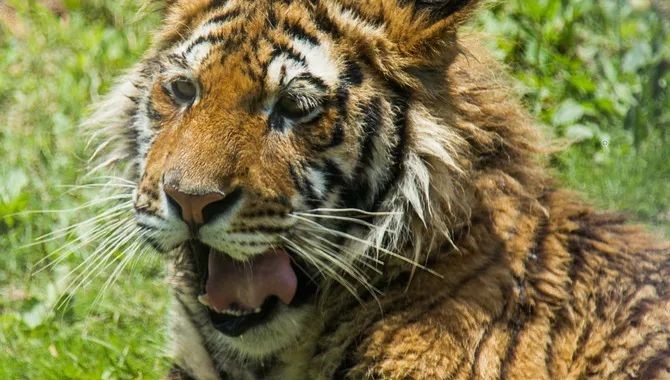 为何动物从不刷牙,牙齿却依然健康? 为何动物从不刷牙,牙齿却依然健康?