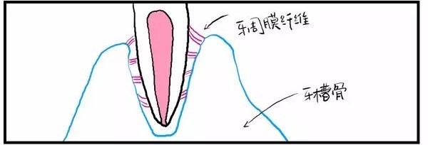 成年人牙齿矫正有风险吗?—义乌傅氏口腔 成年人牙齿矫正有风险吗?—义乌傅氏口腔