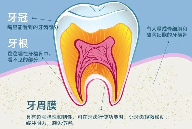 矫正时出现牙齿松动正常吗? 矫正时出现牙齿松动正常吗?