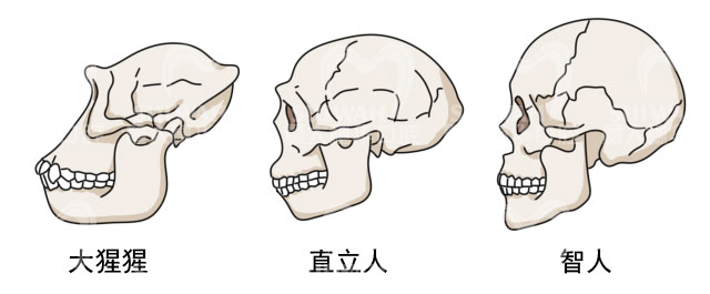 邻面去釉常见的问题! 邻面去釉常见的问题!