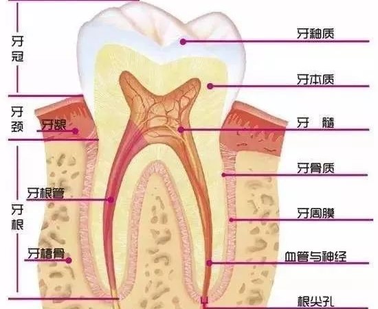 牙齿外伤脱落的黄金抢救时间! 牙齿外伤脱落的黄金抢救时间!