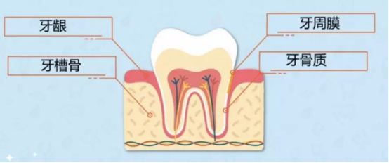 牙周病症状 牙周病症状