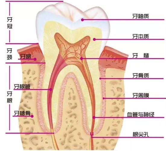 真牙的“救命稻草”根管治疗，八大问题解答！—义乌傅氏口腔