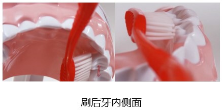 刷后牙内侧面 刷后牙内侧面
