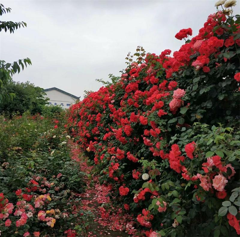 花木景觀