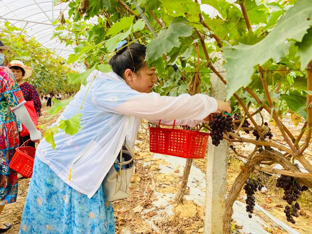 韻鶴生態(tài)園的葡萄熟了（采摘時間：7-10月）