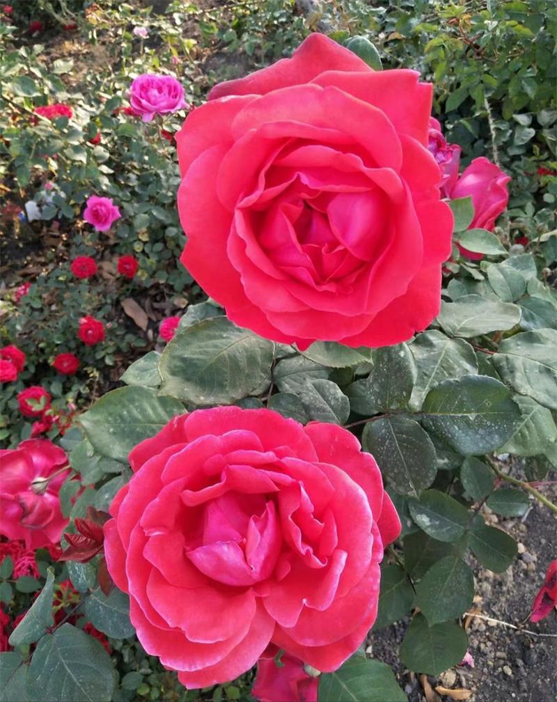 花木景觀