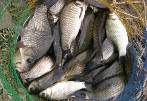 鯽魚