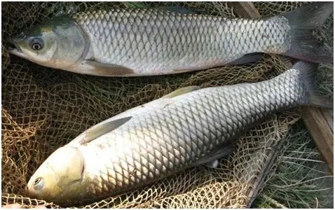 草魚