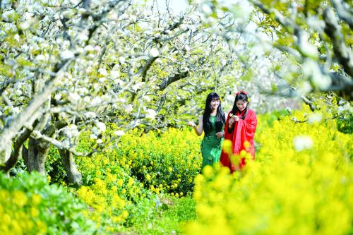踏青賞花