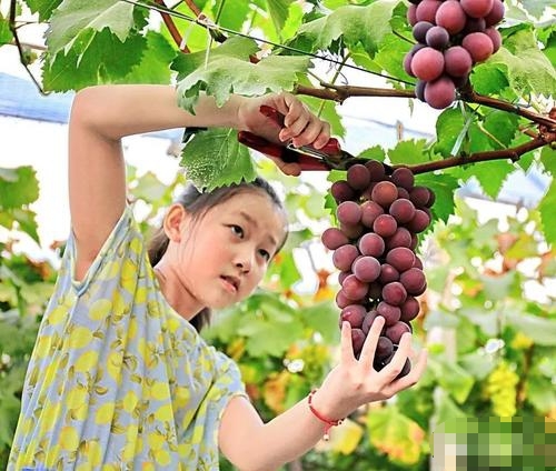 葡萄采摘
