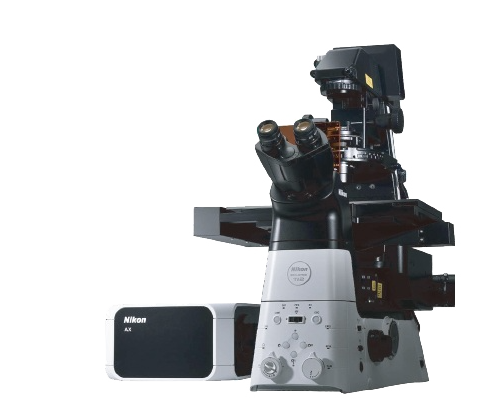 点扫描成像 FLIM