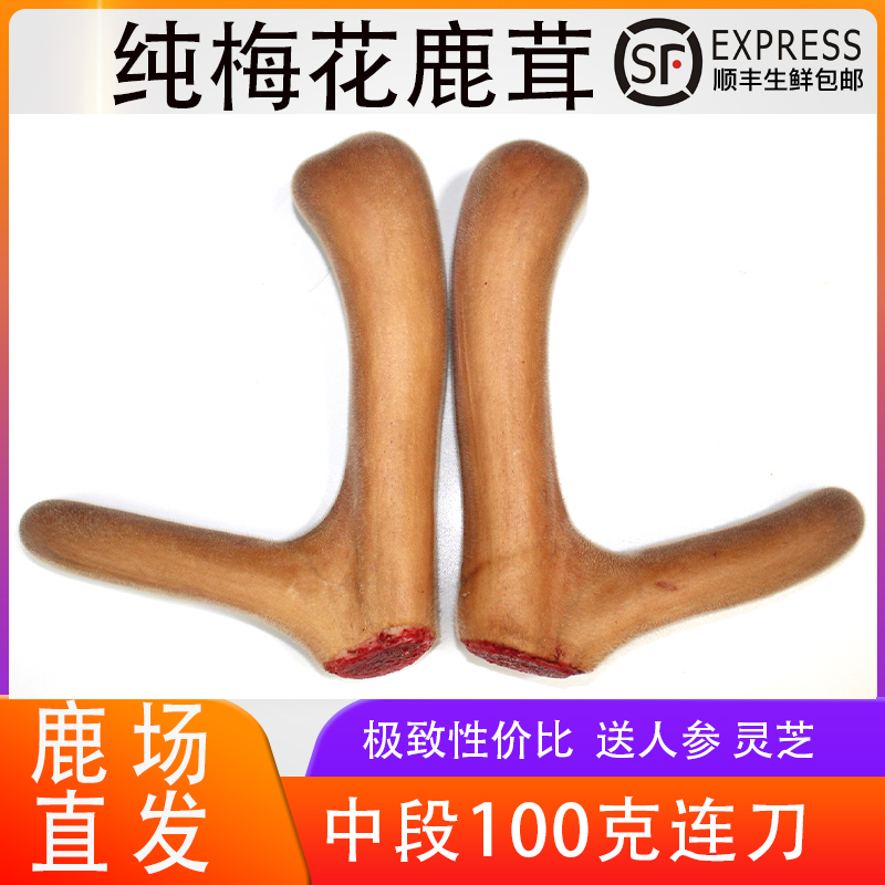 吉林梅花鹿鹿茸整枝新鲜带血头茬二杠全蜡正品泡酒煲汤血片100克
